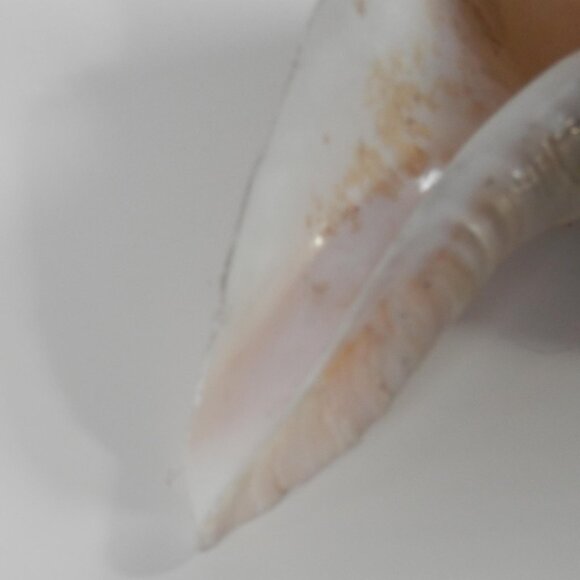 9.5" White Lightning Whelk Seashell Large Shell Ocean Swirl Point Craft Beach - Picture 7 of 12